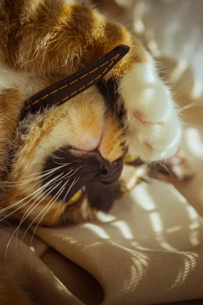 Tricolor cat is sleeping on the windowsill. beige Curtains, white tulle, windows closed by roller shutters. closeup pet chill on a sunny day. — Stock Photo, Image