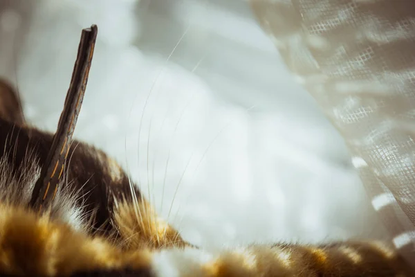 Il gatto tricolore dorme sul davanzale della finestra. tende beige, tulle bianco, finestre chiuse da tapparelle. primo piano pet chill in una giornata di sole . — Foto Stock