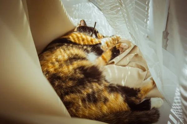 Tricolor macska alszik az ablakpárkányon. bézs függöny, fehér tüll, ablakok zárva a redőnyök. Vértes kisállat hideg egy napsütéses napon. — Stock Fotó
