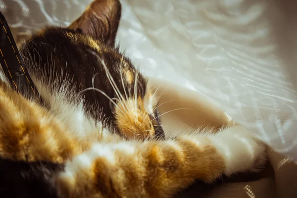 Tricolor macska alszik az ablakpárkányon. bézs függöny, fehér tüll, ablakok zárva a redőnyök. Vértes kisállat hideg egy napsütéses napon. — Stock Fotó