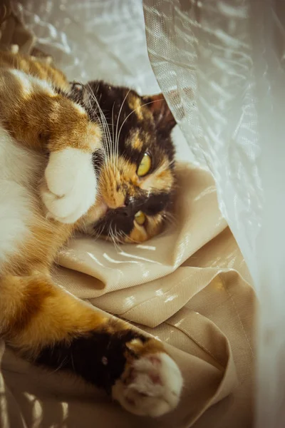 Gato tricolor está dormindo no peitoril da janela. cortinas bege, tule branco, janelas fechadas por persianas. closeup pet chill em um dia ensolarado . — Fotografia de Stock