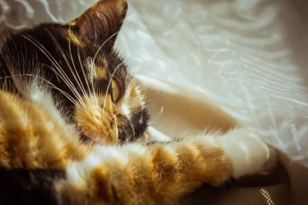 Gato tricolor está dormindo no peitoril da janela. cortinas bege, tule branco, janelas fechadas por persianas. closeup pet chill em um dia ensolarado . — Fotografia de Stock