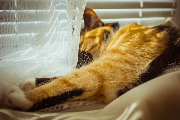 Gato tricolor está dormindo no peitoril da janela. cortinas bege, tule branco, janelas fechadas por persianas. closeup pet chill em um dia ensolarado . — Fotografia de Stock