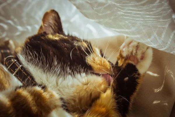 Τρίχρωμη γάτα γλείφει τον εαυτό της στο περβάζι. μπεζ κουρτίνες, λευκό τούλι, παράθυρα κλειστά με ρολά. κοντινά πλάνα το κατοικίδιο ζώο πλένεται μια ηλιόλουστη μέρα. — Φωτογραφία Αρχείου