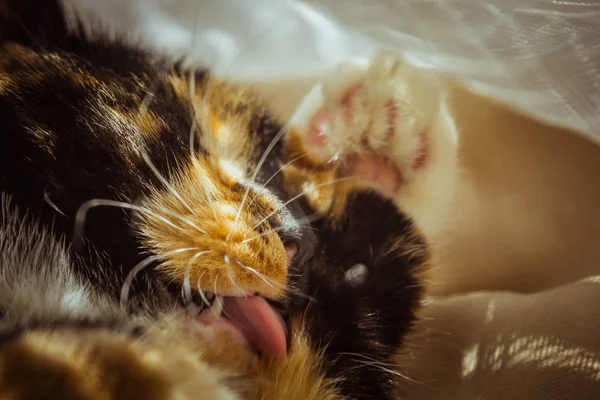 Tricolor cat licks herself on the windowsill. beige Curtains, white tulle, windows closed by roller shutters. closeup pet washes up on a sunny day. — Stock Photo, Image