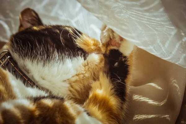 Tricolor cat licks herself on the windowsill. beige Curtains, white tulle, windows closed by roller shutters. closeup pet washes up on a sunny day. — Stock Photo, Image