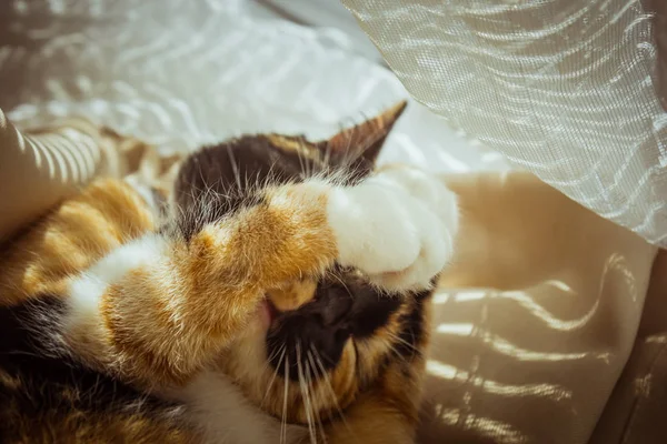 Gato tricolor se lame en el alféizar de la ventana. cortinas beige, tul blanco, ventanas cerradas por persianas enrollables. primer plano mascota lava en un día soleado . — Foto de Stock