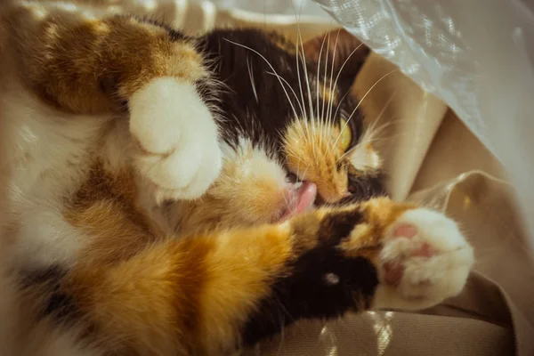 Pisica tricoloră se linge pe pervazul ferestrei. perdele bej, tul alb, ferestre închise cu obloane cu role. Closeup animal de companie se spală într-o zi însorită . — Fotografie, imagine de stoc