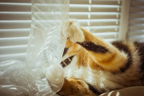 Gatto tricolore si trova sul davanzale della finestra. tende beige, tulle bianco, finestre chiuse da tapparelle. primo piano pet chill in una giornata di sole . — Foto Stock