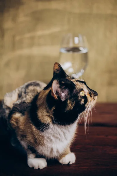 Tricolor Katze sitzt neben einem Glas Weißwein auf einem rustikalen hölzernen braunen Hintergrund. Ruhe, Urlaub, Party. Nahaufnahme alkoholischer Getränke. Kopierraum. — Stockfoto