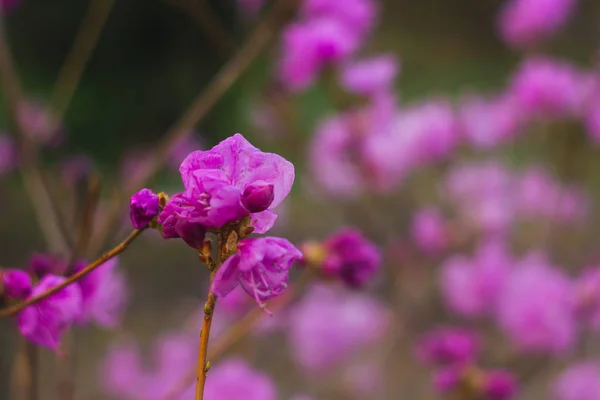 보라색 진달래 꽃 클로즈업 배경 흐리게. 꽃 피는 식물 — 스톡 사진