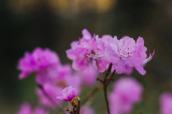 Flor de rododendro púrpura primer plano sobre fondo borroso. planta con flores —  Fotos de Stock