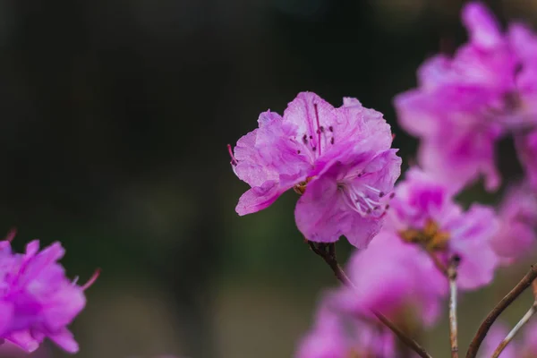 Bulanık arka planda mor Rhododendron çiçek yakın çekim. çiçekli bitki — Stok fotoğraf