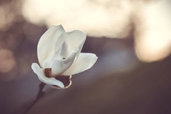 Άνθισμα μπουμπούκι White Magnolia σε ένα κλαδί δέντρο κοντά σε ένα θολό φόντο. Μακροεντολή — Φωτογραφία Αρχείου