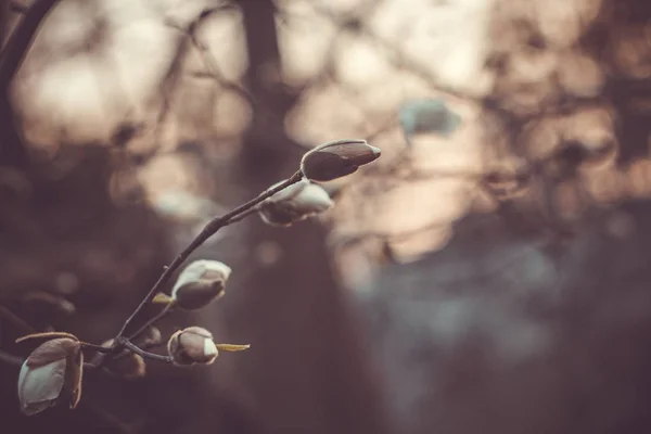 Brote sin soplar de magnolia blanca en una rama de árbol de cerca sobre un fondo borroso. macro —  Fotos de Stock