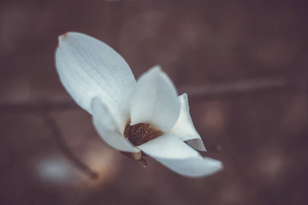 Blühende Knospe weiße Magnolie auf einem Ast in Großaufnahme auf einem verschwommenen Hintergrund. Makro — Stockfoto