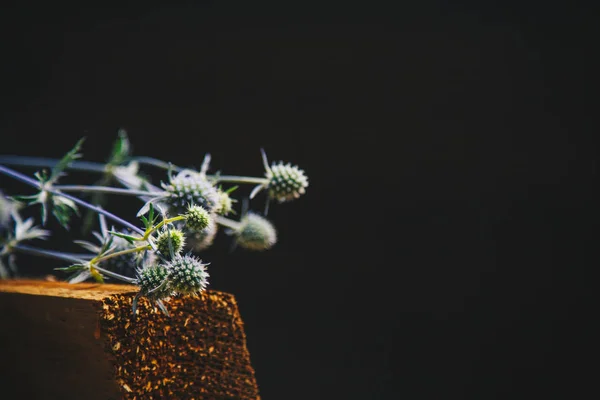 Ikebana. Strauß stachelig getrockneter Blumen in einem Haufen Holzstäbe. Stillleben aus Blumen und Holz. Blaudorn aus nächster Nähe — Stockfoto