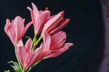 Siyah bir arka plan üzerinde ışık ışınları pembe zambak çiçek buketi. çiçekli bir bitki yakın çekim taze tomurcukları, kopya alanı. stüdyo çekimi. tatil kartının arsa