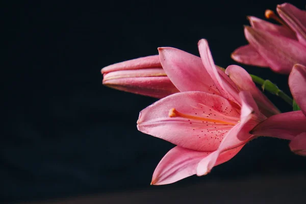 Buquê de flores de lírio rosa nos raios de luz sobre um fundo preto. botões frescos de uma fábrica florescente close-up, espaço de cópia. Tiro de estúdio. a parcela do cartão de férias — Fotografia de Stock