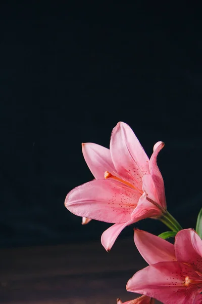 Ramo de flores de lirio rosa en los rayos de luz sobre un fondo negro sobre una mesa rústica de madera. brotes frescos de una planta con flores primer plano, espacio de copia. Grabado en estudio. la parcela de la tarjeta de vacaciones —  Fotos de Stock