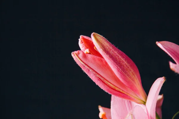 Boeket roze lelie bloeit in de lichtstralen op een zwarte achtergrond. verse toppen van een bloeiende plant close-up, kopieer ruimte. Studio schot. het perceel van de vakantie kaart — Stockfoto