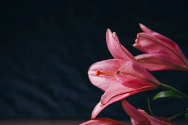 Buquê de flores de lírio rosa nos raios de luz sobre um fundo preto. botões frescos de uma fábrica florescente close-up, espaço de cópia. Tiro de estúdio. a parcela do cartão de férias — Fotografia de Stock