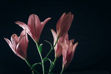 Siyah bir arka plan üzerinde ışık ışınları pembe zambak çiçek buketi. çiçekli bir bitki yakın çekim taze tomurcukları, kopya alanı. stüdyo çekimi. tatil kartının arsa