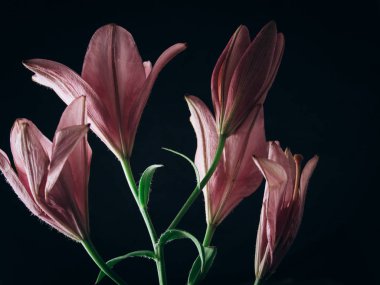 Siyah bir arka plan üzerinde ışık ışınları pembe zambak çiçek buketi. çiçekli bir bitki yakın çekim taze tomurcukları, kopya alanı. stüdyo çekimi. tatil kartının arsa