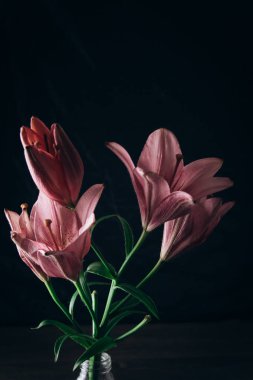 cam bir şişe ahşap rustik masada siyah bir arka plan üzerinde ışık ışınları pembe zambak çiçek buketi. bir vazo yakın çekim çiçekli bir bitkinin taze tomurcukları, kopya alanı. stüdyo çekimi