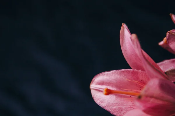 Buquê de flores de lírio rosa nos raios de luz sobre um fundo preto. botões frescos de uma fábrica florescente close-up, espaço de cópia. Tiro de estúdio. a parcela do cartão de férias — Fotografia de Stock