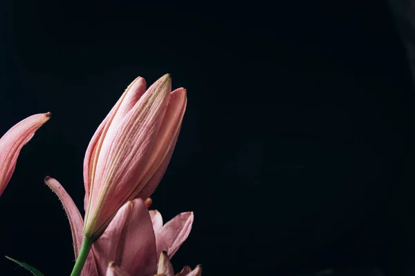 Boeket roze lelie bloeit in de lichtstralen op een zwarte achtergrond. verse toppen van een bloeiende plant close-up, kopieer ruimte. Studio schot. het perceel van de vakantie kaart — Stockfoto