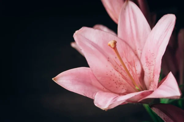 Buquê de flores de lírio rosa nos raios de luz sobre um fundo preto. botões frescos de uma fábrica florescente close-up, espaço de cópia. Tiro de estúdio. a parcela do cartão de férias — Fotografia de Stock