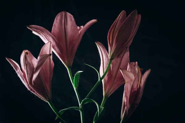 Strauß rosa Lilienblüten in den Lichtstrahlen auf schwarzem Hintergrund. frische Knospen einer blühenden Pflanze aus nächster Nähe, Kopierraum. Studioaufnahmen. die Handlung der Urlaubskarte — Stockfoto