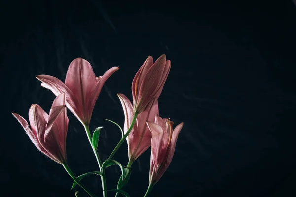 Buquê de flores de lírio rosa nos raios de luz sobre um fundo preto. botões frescos de uma fábrica florescente close-up, espaço de cópia. Tiro de estúdio. a parcela do cartão de férias — Fotografia de Stock