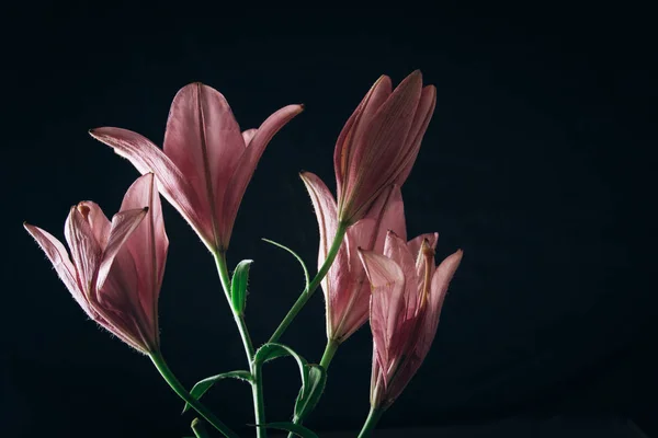 Strauß rosa Lilienblüten in den Lichtstrahlen auf schwarzem Hintergrund. frische Knospen einer blühenden Pflanze aus nächster Nähe, Kopierraum. Studioaufnahmen. die Handlung der Urlaubskarte — Stockfoto