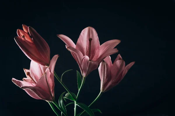 Букет розовых цветов лилии в лучах света на черном фоне. свежие бутоны цветущего растения крупным планом, копировальное пространство. студия съемки. Сюжет праздничной карты — стоковое фото