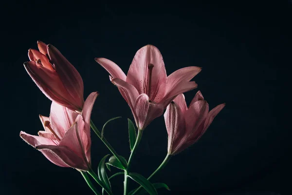 Ramo de flores de lirio rosa en los rayos de luz sobre un fondo negro. brotes frescos de una planta con flores primer plano, espacio de copia. Grabado en estudio. la parcela de la tarjeta de vacaciones —  Fotos de Stock