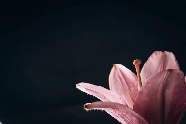 Ramo de flores de lirio rosa en los rayos de luz sobre un fondo negro. brotes frescos de una planta con flores primer plano, espacio de copia. Grabado en estudio. la parcela de la tarjeta de vacaciones —  Fotos de Stock