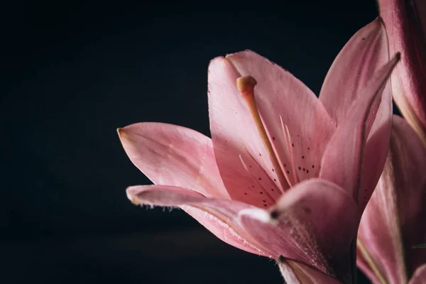 Buquê de flores de lírio rosa nos raios de luz sobre um fundo preto. botões frescos de uma fábrica florescente close-up, espaço de cópia. Tiro de estúdio. a parcela do cartão de férias — Fotografia de Stock