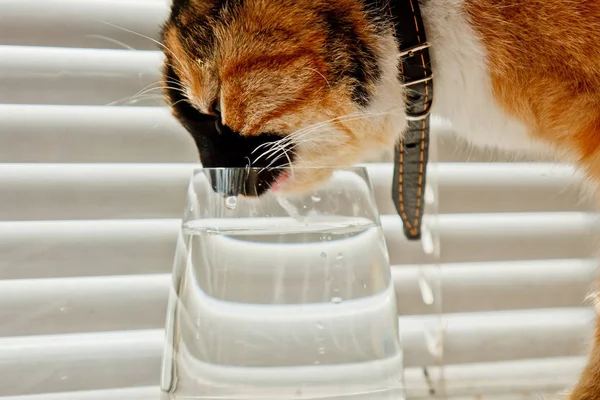 Tricolor Cat dricker vatten från en genomskinlig Glaskopp på en bakgrund av vita rullar. ett husdjur i en läder krage i solen strålar Tina törst. Närbild — Stockfoto