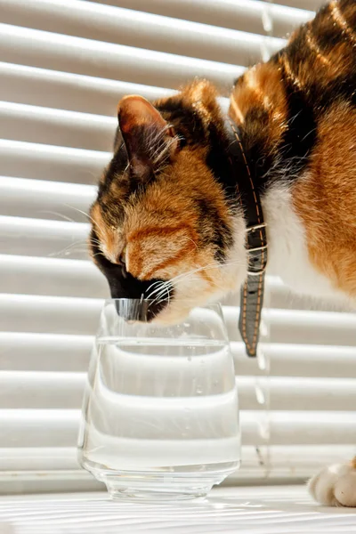 tricolor cat drinks water from a transparent glass cup on a background of white rolls. a pet in a leather collar in the sun rays thaws thirst. close-up