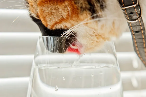 Gato tricolor bebe agua de una taza de vidrio transparente sobre un fondo de rollos blancos. una mascota en un collar de cuero en los rayos del sol se derrite la sed. primer plano — Foto de Stock