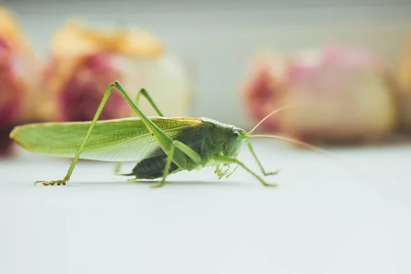 Heuschrecke oder Heuschrecke auf einem weißen Tisch in Großaufnahme auf verschwommenem Hintergrund. leben grüne schädliche Insekten im Makro. Katydid. Kopierraum — Stockfoto