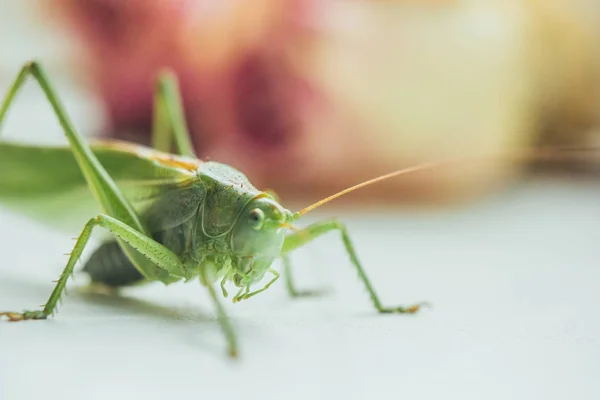 Gräshoppor eller gräshoppa på ett vitt bord närbild på en suddig bakgrund. levande grön skadlig insekt i makro. katydid. Kopiera utrymme — Stockfoto