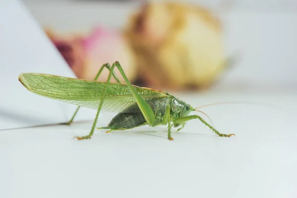Locust vagy szöcske egy fehér asztal közelről egy homályos háttér. él zöld ártalmas rovar-ban makro. katydid. másolási tér — Stock Fotó