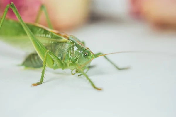 Langosta o saltamontes sobre una mesa blanca de primer plano sobre un fondo borroso. insecto verde vivo dañino en macro. Katydid. espacio de copia —  Fotos de Stock