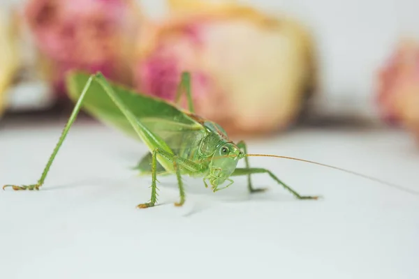 Gräshoppor eller gräshoppa på ett vitt bord närbild på en suddig bakgrund. levande grön skadlig insekt i makro. katydid. Kopiera utrymme — Stockfoto