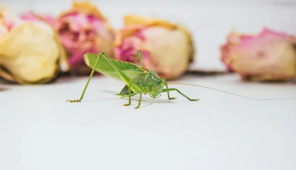 Langosta o saltamontes sobre una mesa blanca de primer plano sobre un fondo borroso. insecto verde vivo dañino en macro. Katydid. espacio de copia — Foto de Stock