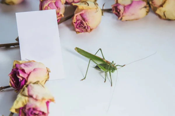 Rohovníku nebo kobylku na bílém stole zblízka na rozmazané pozadí. živého zeleného škodlivého hmyzu v makru. katydid pohled shora. místo pro kopírování — Stock fotografie