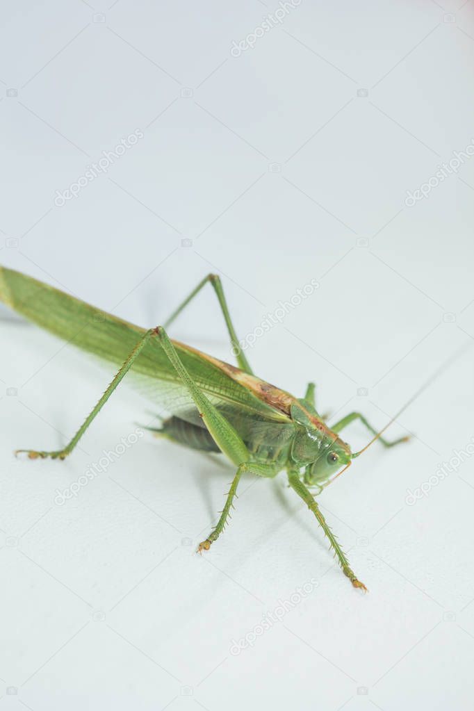 Locust or grasshopper on a white table close-up on a blurred background. live green harmful insect in macro. katydid. copy space. vertical